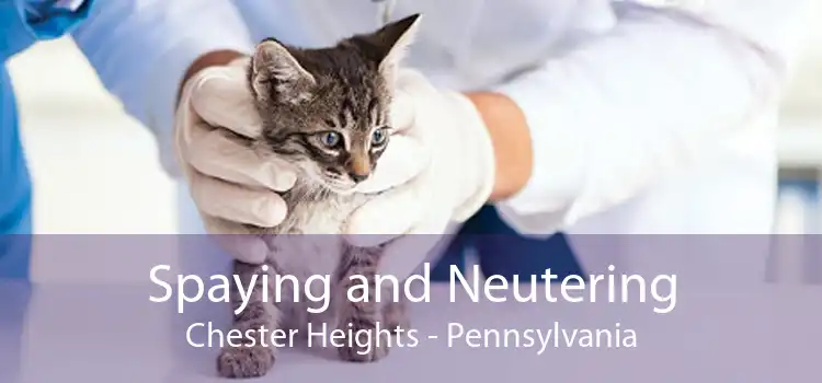 Spaying and Neutering Chester Heights - Pennsylvania