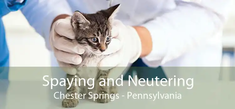 Spaying and Neutering Chester Springs - Pennsylvania