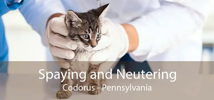 Spaying and Neutering Codorus - Pennsylvania