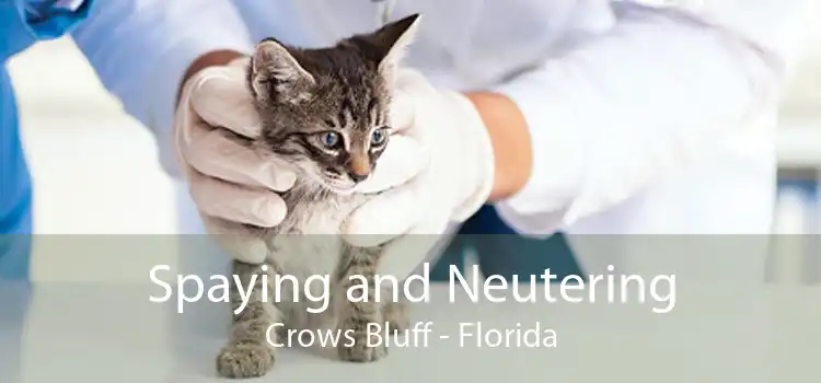 Spaying and Neutering Crows Bluff - Florida