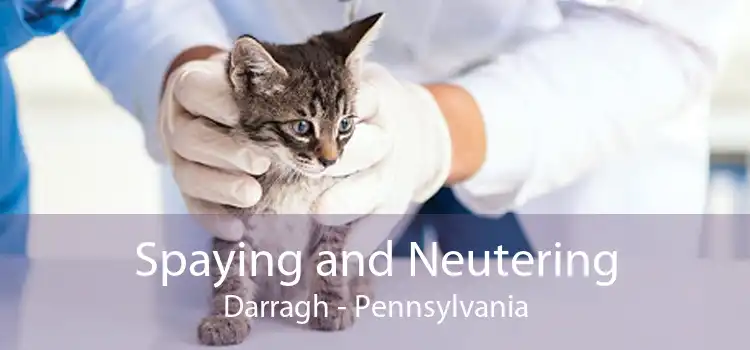 Spaying and Neutering Darragh - Pennsylvania