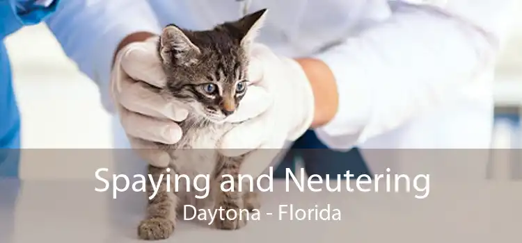 Spaying and Neutering Daytona - Florida