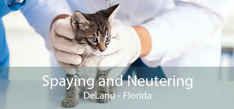 Spaying and Neutering DeLand - Florida