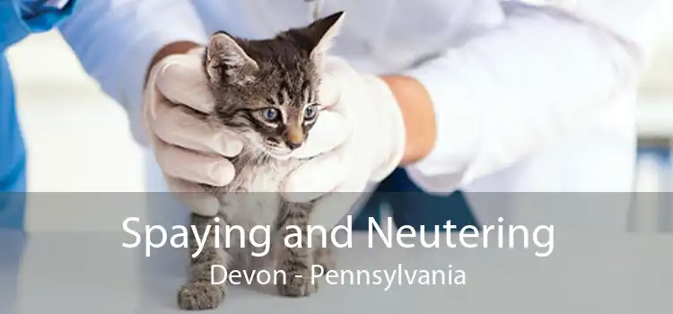 Spaying and Neutering Devon - Pennsylvania