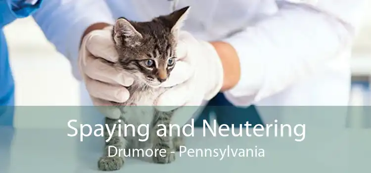 Spaying and Neutering Drumore - Pennsylvania