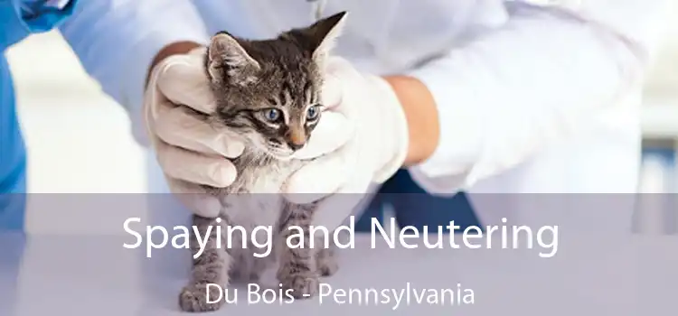 Spaying and Neutering Du Bois - Pennsylvania