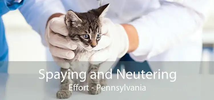 Spaying and Neutering Effort - Pennsylvania