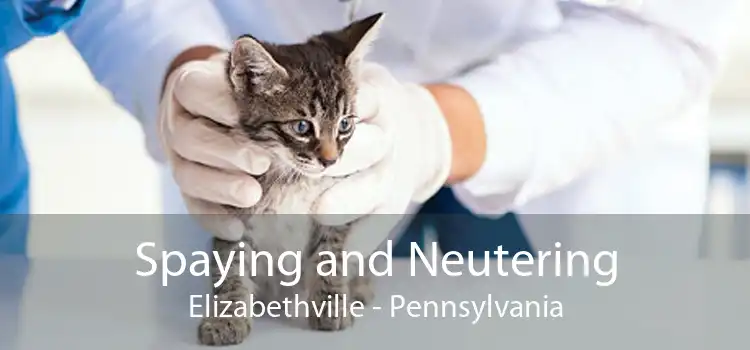 Spaying and Neutering Elizabethville - Pennsylvania
