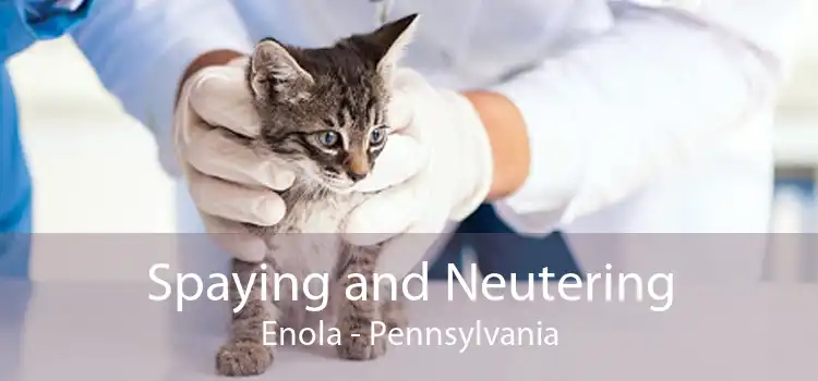 Spaying and Neutering Enola - Pennsylvania