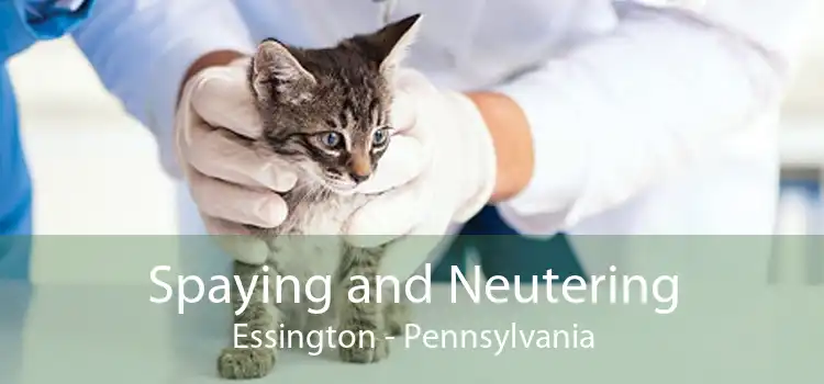 Spaying and Neutering Essington - Pennsylvania