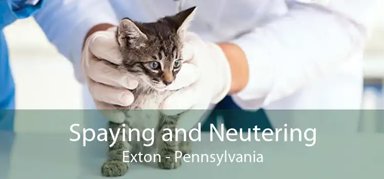 Spaying and Neutering Exton - Pennsylvania