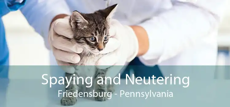 Spaying and Neutering Friedensburg - Pennsylvania