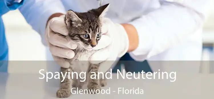 Spaying and Neutering Glenwood - Florida
