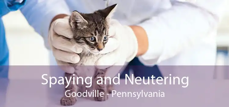 Spaying and Neutering Goodville - Pennsylvania