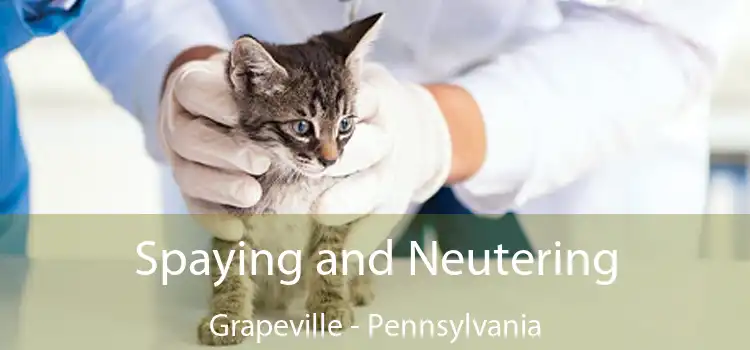Spaying and Neutering Grapeville - Pennsylvania