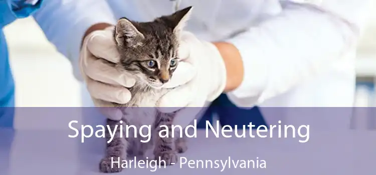 Spaying and Neutering Harleigh - Pennsylvania