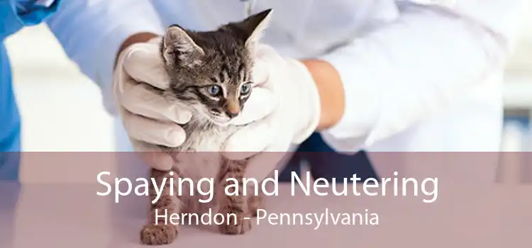 Spaying and Neutering Herndon - Pennsylvania