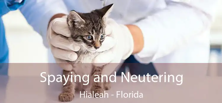 Spaying and Neutering Hialeah - Florida