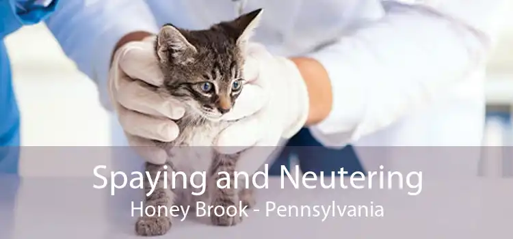 Spaying and Neutering Honey Brook - Pennsylvania
