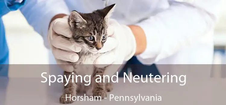 Spaying and Neutering Horsham - Pennsylvania