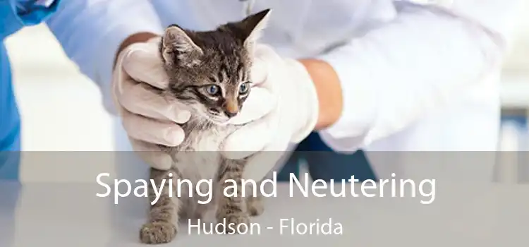 Spaying and Neutering Hudson - Florida