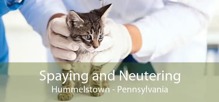 Spaying and Neutering Hummelstown - Pennsylvania