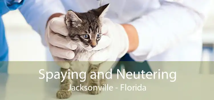 Spaying and Neutering Jacksonville - Florida