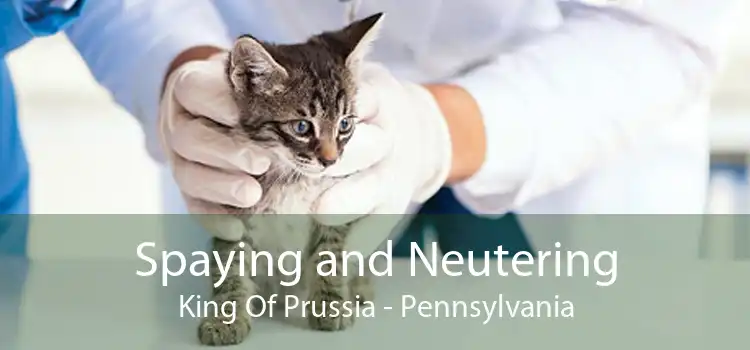 Spaying and Neutering King Of Prussia - Pennsylvania