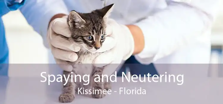 Spaying and Neutering Kissimee - Florida