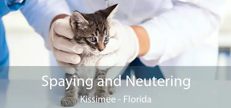 Spaying and Neutering Kissimee - Florida