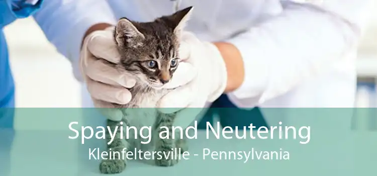 Spaying and Neutering Kleinfeltersville - Pennsylvania