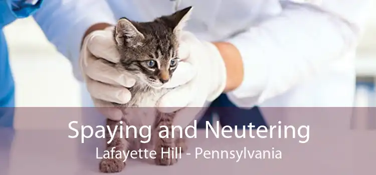 Spaying and Neutering Lafayette Hill - Pennsylvania