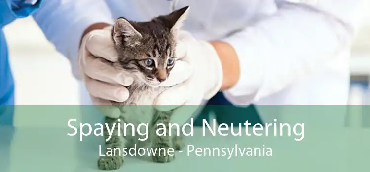 Spaying and Neutering Lansdowne - Pennsylvania