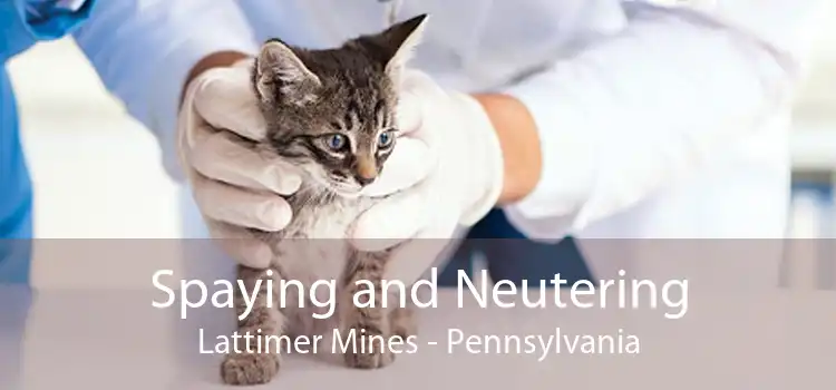 Spaying and Neutering Lattimer Mines - Pennsylvania