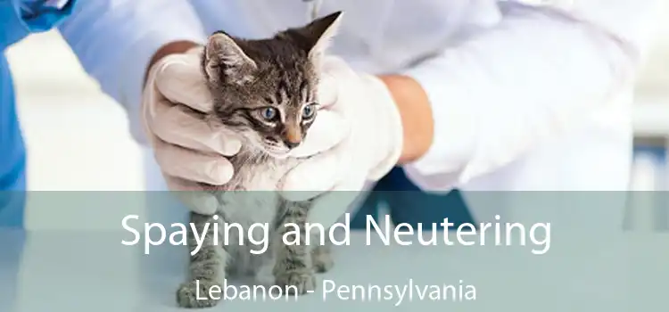 Spaying and Neutering Lebanon - Pennsylvania