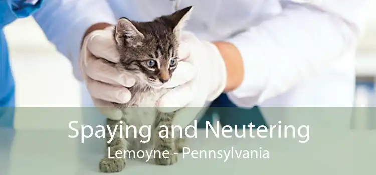 Spaying and Neutering Lemoyne - Pennsylvania