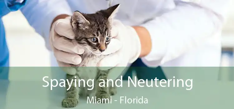 Spaying and Neutering Miami - Florida