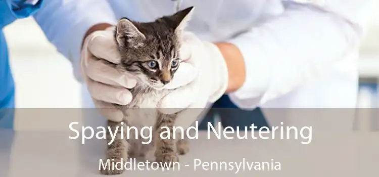 Spaying and Neutering Middletown - Pennsylvania