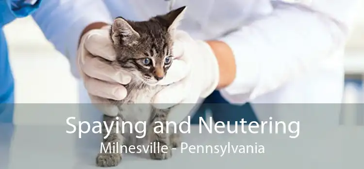 Spaying and Neutering Milnesville - Pennsylvania