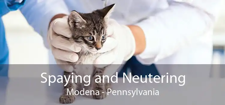 Spaying and Neutering Modena - Pennsylvania
