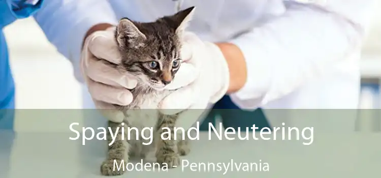 Spaying and Neutering Modena - Pennsylvania