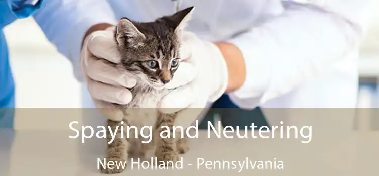 Spaying and Neutering New Holland - Pennsylvania