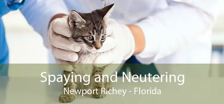 Spaying and Neutering Newport Richey - Florida
