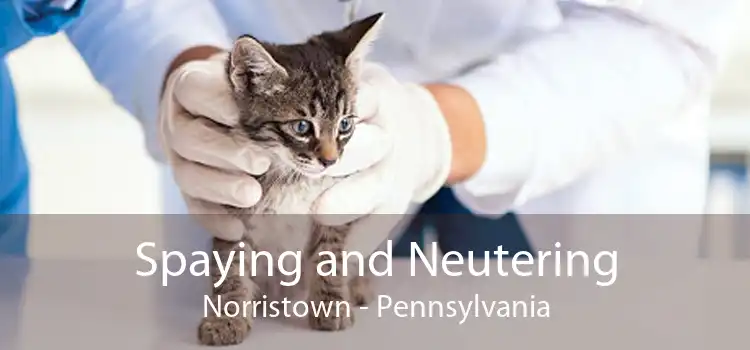 Spaying and Neutering Norristown - Pennsylvania
