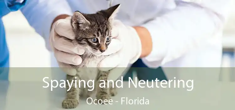 Spaying and Neutering Ocoee - Florida