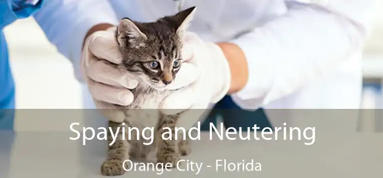 Spaying and Neutering Orange City - Florida