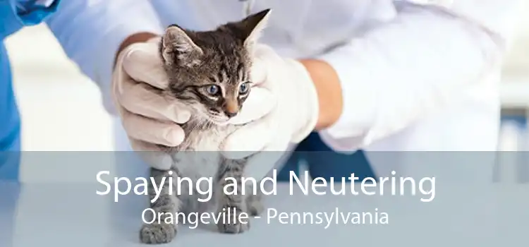 Spaying and Neutering Orangeville - Pennsylvania