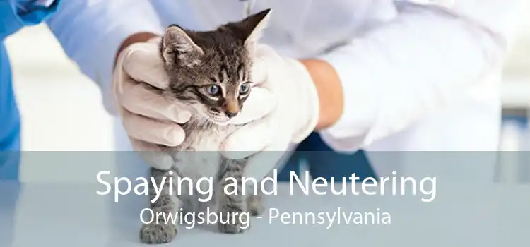Spaying and Neutering Orwigsburg - Pennsylvania