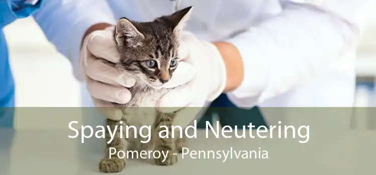 Spaying and Neutering Pomeroy - Pennsylvania