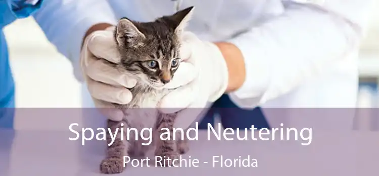 Spaying and Neutering Port Ritchie - Florida